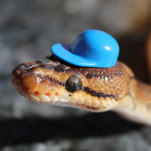 sweet-slither-friend:she wear hat