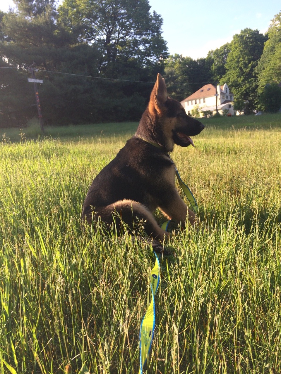 sunraysparkles:watchin the sunset w pup