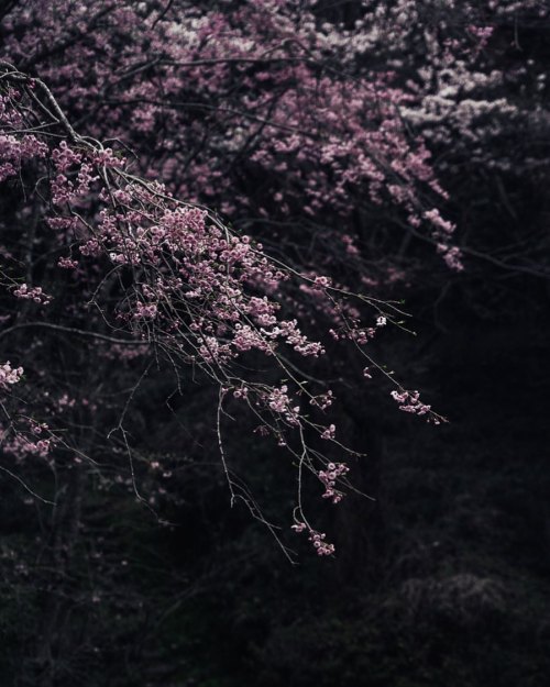 天気いまいちの日の桜も悪くない Cherry tree branches . . #桜 #ソメイヨシノじゃないやつ #桜の枝 #花見 #cherryblossoms #桜2022 #springday