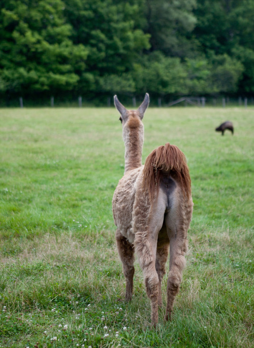 AAAAHHH what a cute butt <3 porn pictures