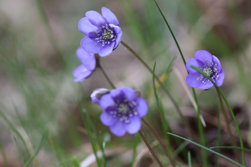 Spring flowers. Värmland, Sweden (May 1, 2022).