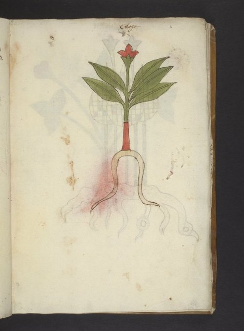 Herbals, the focus of this week’s posts, are a very particular type of manuscript in which plant spe