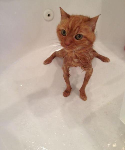 cursedcatpictures: