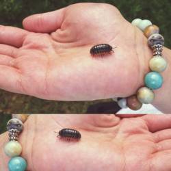 Little #Bug 😊😊 #Woodlouse #Insect #Hand #Spring #Creepycrawly #Accessories