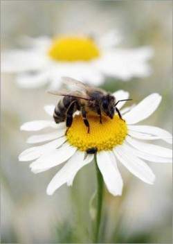 thorboudreaux: cajunsc74:    Bees - not just