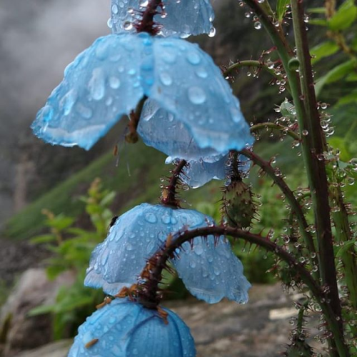 cafeinevitable:Himalayan Blue Poppies in the RainValley of Flowers National Park | Uttarakhand | Ind