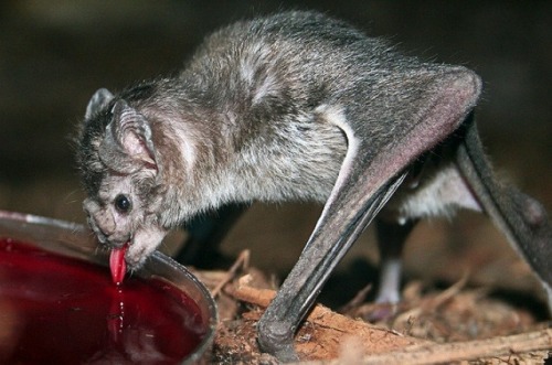 XXX sixpenceee:  Vampire bats drinking blood. Vampire photo
