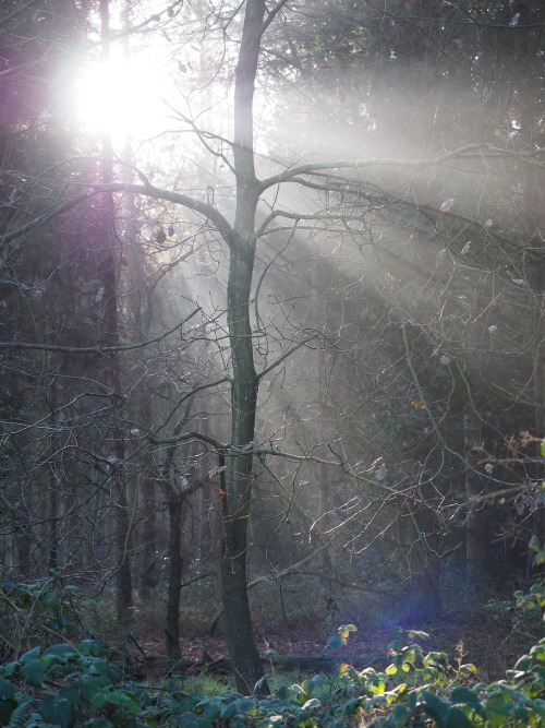 Bintree Woods, Norfolk.January 2021