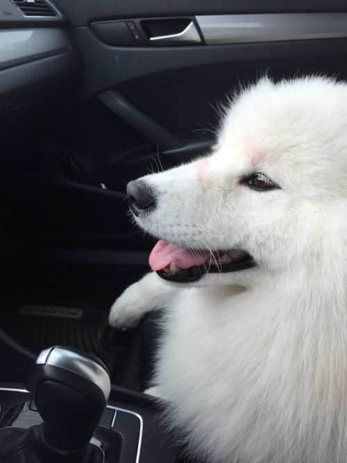 sammiethesamoyed: The pink on Sammie are my kisses