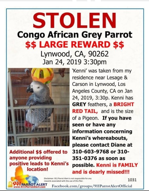 theelrueben: 911parrotalert:  STOLEN!!! CONGO AFRICAN GREY PARROT LYNWOOD, LOS ANGELES COUNTY, CA 3: