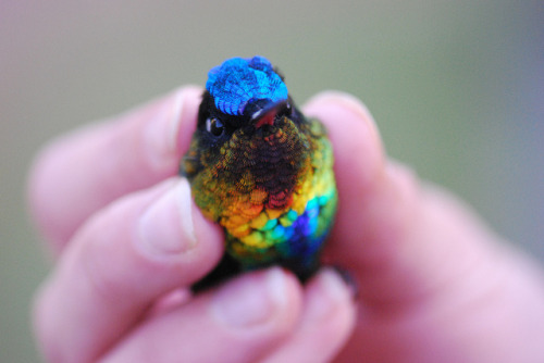 owls-love-tea:  Fiery Throated Hummingbird (photos by Sam Bobbing) 