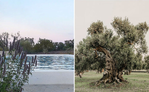 travel tuesday: Masseria Moroseta - Puglia, Italy