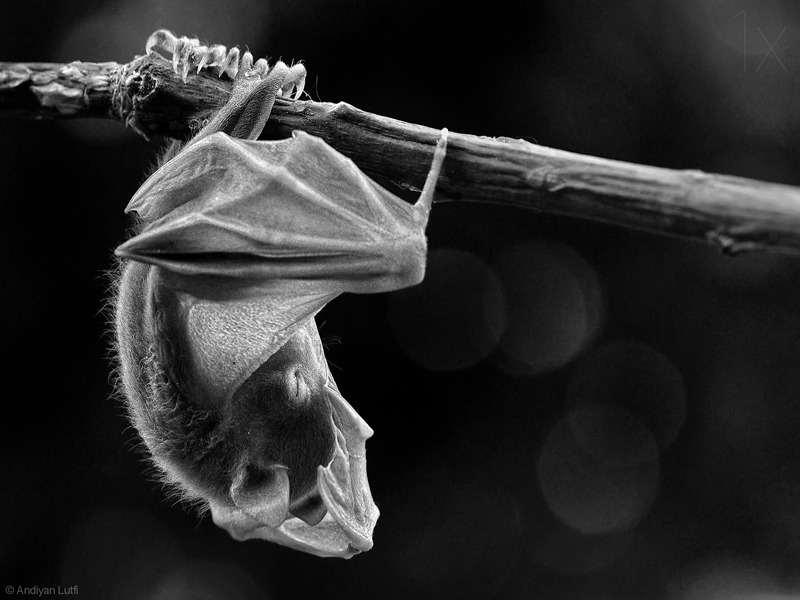Elegance in Darkness