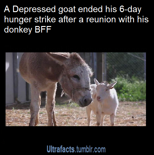 vancity604778kid:  angelicalovatothecreator:  publicati0n:  ultrafacts:  Source For