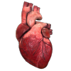 transparensies:anatomical hearts i adult photos