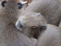 dailycapybara:Baby Capybara sleeping, focused by Shinon3 on Flickr.