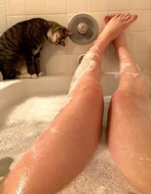 ceridwenofwales:shiisiln:deducecanoe:awesome-picz:Cats That Don’t Care About Your Personal Spa