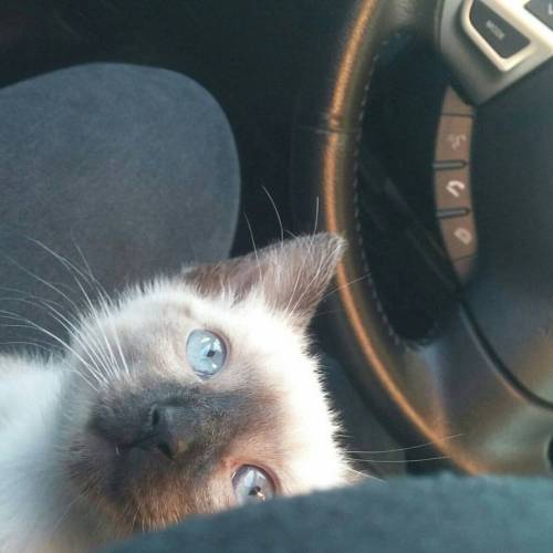 My co-pilot is cuter than yours. #crazycatlady #cargirl #siamese #adventuresofnxy