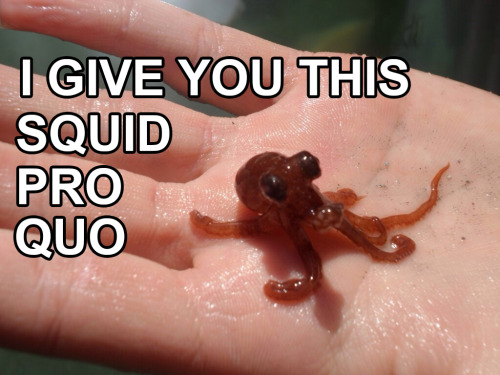 thequillotine:Someone on Twitter requested some squid memes, so I made these.@astraldepths !!!!!!!!!