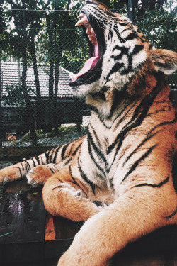 envyavenue:  Yawning by Paula Borowska. 