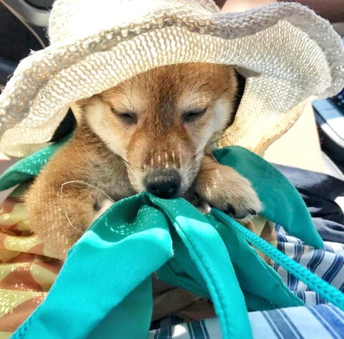 mustardtigress:Shiba inus wearing hats