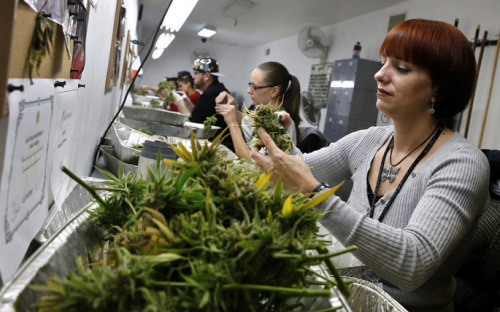graffitifuckedmylife:  warrgle:  vividified:  “All the naysayers who were against marijuana legalization are eating crow right about now. Colorado’s weed sales just keep trending up, and with the sales of legal weed, they are improving their schools