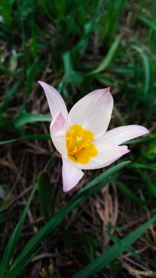 (. Tlipa Ptens), 10 . 24. The Tulipa Patens, Is Listed In 10 Regional Red Books Of The Russian Federation.