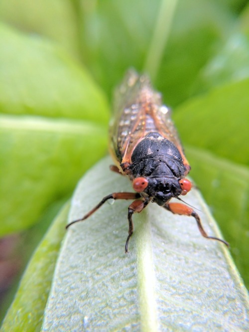 Our yard is currently swarming with dozens of freshly emerged cicada because we’re the only ones who