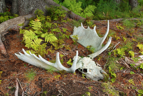ancientdelirium: Bull Moose Skull in Forest by Peter Eades on Flickr.