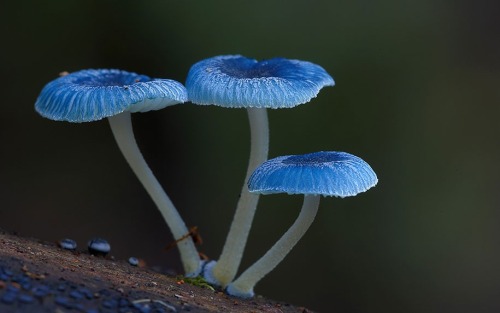 maxlikesit:  A Magical World Of Rare Mushrooms Revealed By Steve Axford