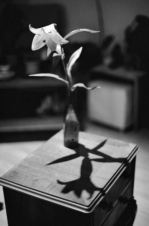 owningafairy:  A flower cannot blossom without sunshine, and man cannot live without love. - Max Muller 