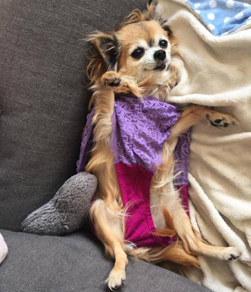 Maddie passed away today. I am taking a break from being Jezebel for as long as I need. #ripchihuahu