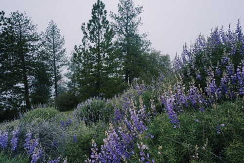 hannaoliviaway: mountain blooms