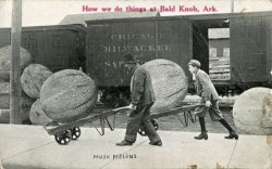 Tall-Tale Postcard - Musk Melons