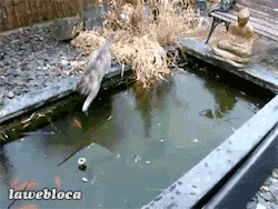 missvoltairine:  teenagegaywad:  What the fuck are cats  Oh my god that cat is so excited for the surface of the water to be solid because it thinks it’ll be able to finally catch a fish oh my god oh my god look at it slip around ahhhhhhhhh 