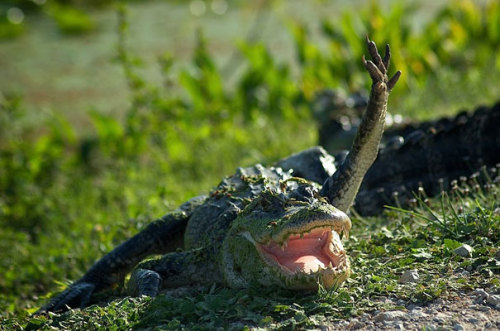 nerdy-birdy18:  jdarty:  tastefullyoffensive:  Animals Waving Hello to You [boredpanda]Previously: Perfectly Timed Dog Photos  that last one though  Crocodile is like “sup bro”