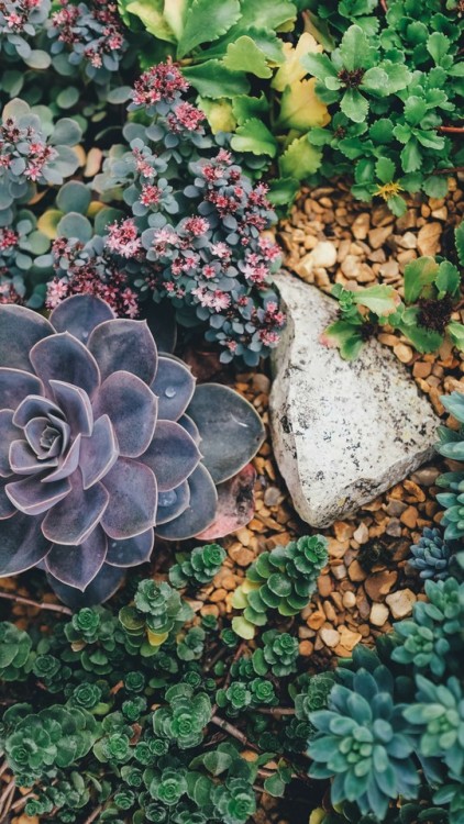 helenaieroway:succulents• lock screens • like or reblog if you use or save