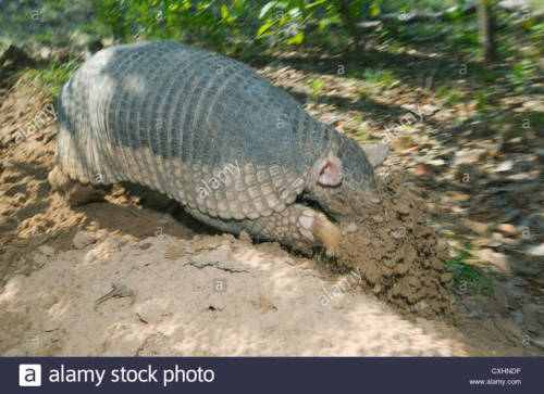 zsl-edge-of-existence:Like most armadillos, the giant armadillo feeds on insects, arachnids, and sma