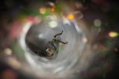 tollbridger:  I found an interesting funneled spider web and thought it was empty at first. But the home owner was currently there. I think the pictures turned out pretty cool. 