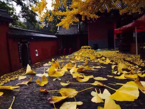 #Fall in #shaolin temple #fallinlove