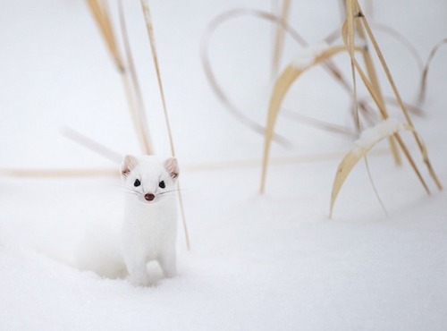 asylum-art:  Adorable Ermine in Snowy LandscapeErmine is a little and cute animal which has a pure white coat in winter, that’s why he is difficult to  see in snowy landscapes. Nevertheless, photographers presented below  succeed in catching the ermine’s