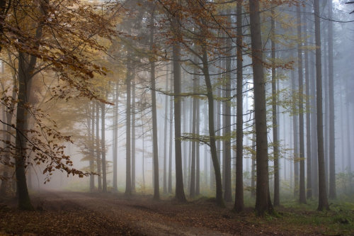 forintelse:Foggy Wood 2 by Jantiff-Stocks