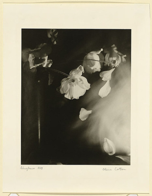 Olive Cotton, Windflowers, 1939