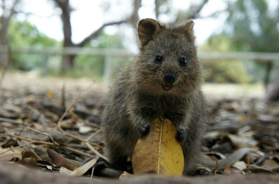 delacroix:    This animal is called a Quokka and it is the happiest thing on the