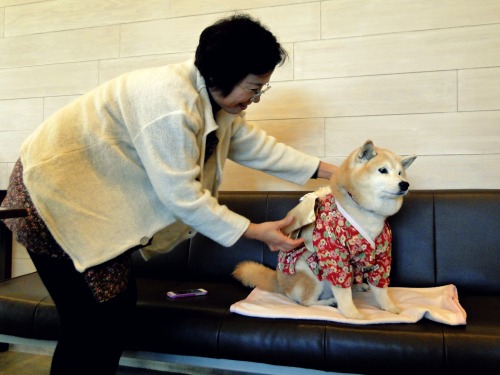 makesmemeow:This lady was prepping her super old Shiba Inu for a little photoshoot in a dog cafe in 