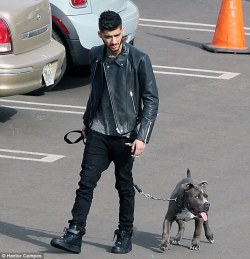 direct-news:  Zayn was seen walking his dog