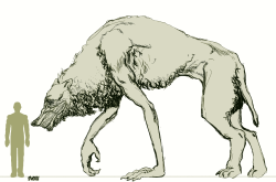 kinerxy:FeralytosisThe werewolf diseaseDifferent specimens of the primate order can be affected by this rare sickness.The main symptoms are a total change in the anatomy of the body, increase in size, elongation of the muzzle and a great appetite for