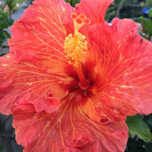 More #hibiscus #flower #nofilter #huntingtonbeach #california (at Huntington Beach, California)