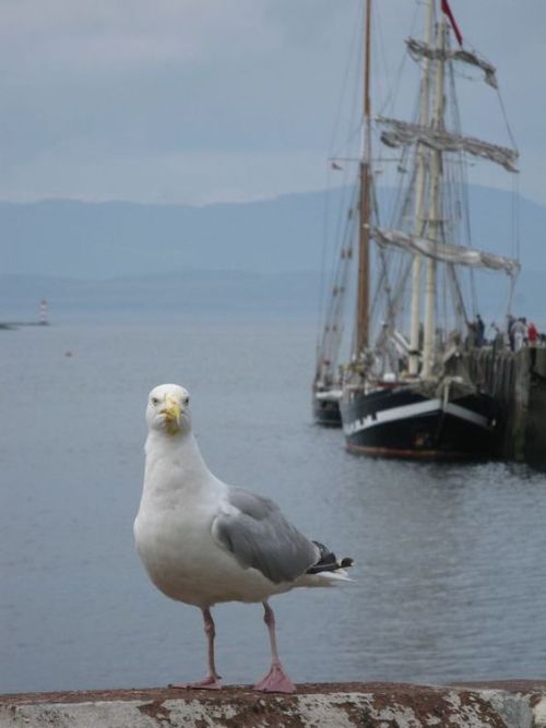 you-have-startled-the-witch: ltwilliammowett: The European herring gull (Larus argentatus) sort of a