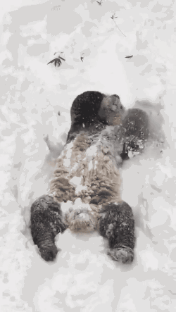 gifsboom:  Tian Tian in the Snow. [video][Smithsonian’s National Zoo]
